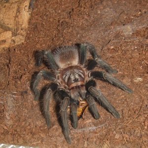 Phormictopus sp. full green - Guaba