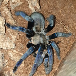 Haplopelma Lividum