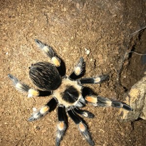 Brachypelma hamorii