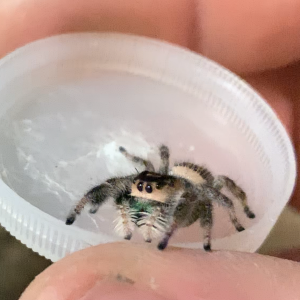 Phidippus regius