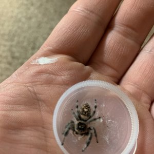 Phidippus regius