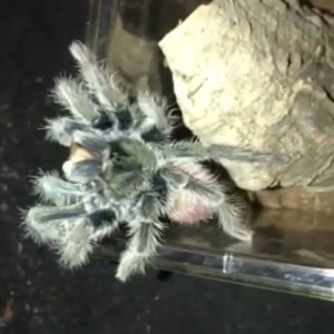 Thrixopelma ockerti