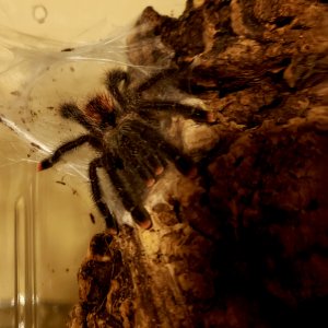 Avicularia avicularia