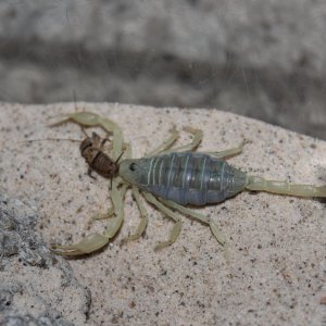 S. mesaensis eating.