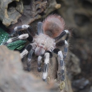 Nhandu chromatus...look at those puppy dog eyes!