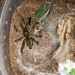 H. Pulchripes