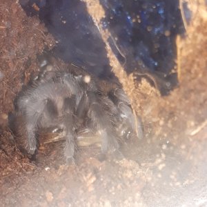 Lasiodora parahybana feeding