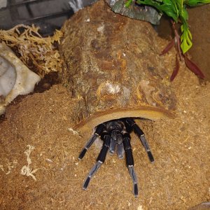 MM A.seemanni