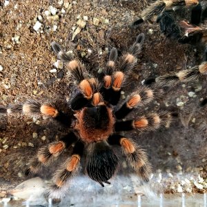 Freshly molted