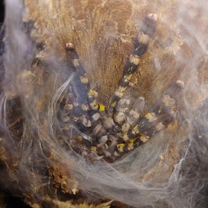 P.regalis just molted!!!