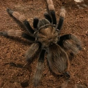Heather, my DCF Aphonopelma chalcodes from Northern AZ