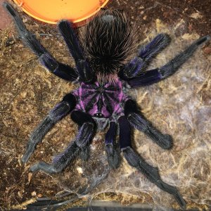 Ultimate Xenesthis intermedia - Amazon Blue Bloom Birdeater