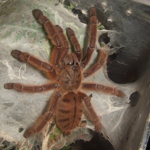 Phormingochilus sp. Rufus - Ayu