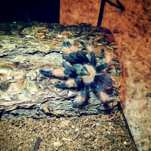 Brachypelma Emilia