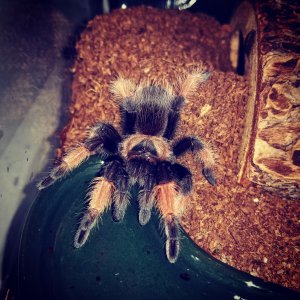 Brachypelma Emilia