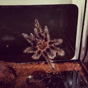 Brachypelma Albopilosum