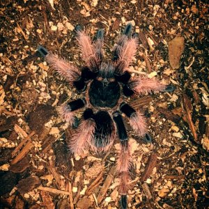 Brachypelma Klaasi