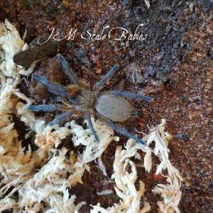 H. pulchripes