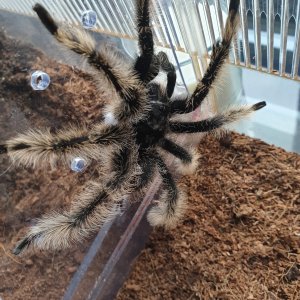 B albopilosum (MM)