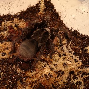 Theraphosa stirmi