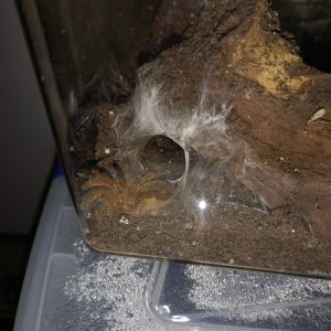 Pterinochilus murinus (OBT)