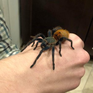 Chromatopelma cyanopubescens