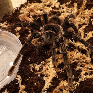 Lasiodora parahybana