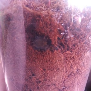 H. Pulchripes