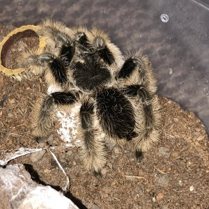 B. Albopilosum