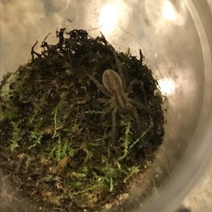 New Wolf Spider