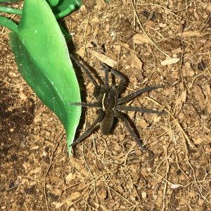 Dolomedes triton