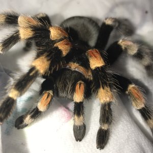 B. Smithi