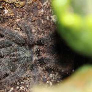 Luna - Avicularia sp. Kwitara