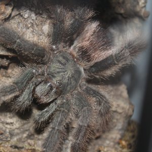 Luna - Avicularia sp. Kwitara