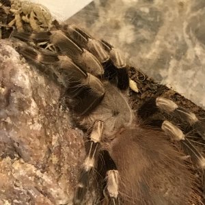 Nhandu Chromatus Premolt Male