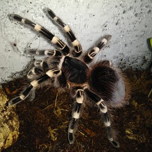 Acanthoscurria geniculata