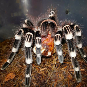 Acanthoscurria geniculata