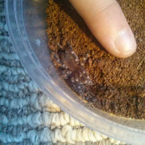 Acanthoscurria geniculata sling