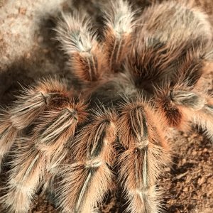 Grammostola Maule