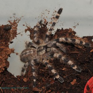 Poecilotheria tigrinawesseli