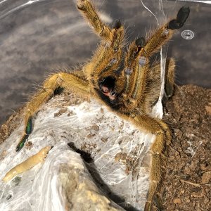 OBT