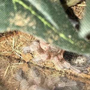 Grammostola porteri