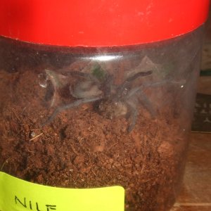 Cheatopelma olivaceum - Nile