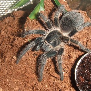 Pterinopelma sazimai - Amapa