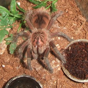 Pamphobeteus sp. machala - Cuchi