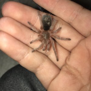 Grammostola porteri-Charlie