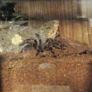 G.pulchripes