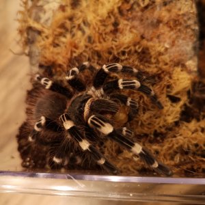 Acanthoscurria geniculata