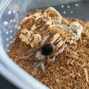 Brachypelma albiceps