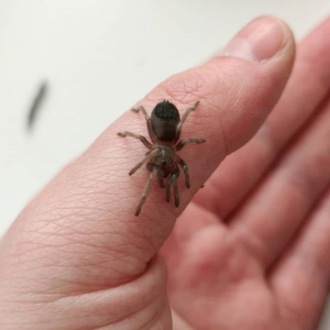 Brachypelma auratum